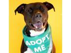 Adopt Kane a Terrier