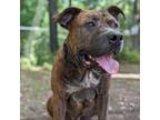 Adopt Angus a Mixed Breed