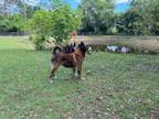 Adopt WARDEN a Australian Cattle Dog / Blue Heeler