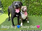 Adopt BABY BOY a Pit Bull Terrier, Mixed Breed