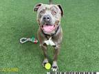Adopt HARLEY a Pit Bull Terrier, Mixed Breed