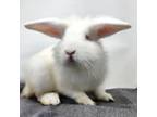 Adopt Rodney a Bunny Rabbit