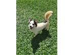 Adopt Kirby a Rat Terrier