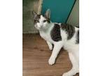 Adopt Rocky a Domestic Short Hair