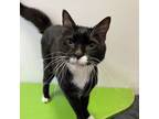 Adopt William a Tuxedo