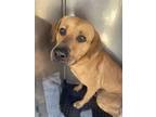 Adopt TITAN a Labrador Retriever, Mixed Breed