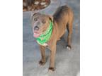 Adopt JAMES a American Staffordshire Terrier
