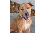 Adopt ZORRO a Catahoula Leopard Dog, Mixed Breed