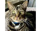 Adopt Rocky a Domestic Short Hair