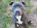 Adopt TIPSY a American Staffordshire Terrier, Mixed Breed