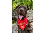 Adopt CORBIN a American Staffordshire Terrier, Labrador Retriever