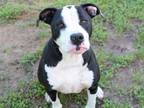 Adopt PERCY a American Staffordshire Terrier, Mixed Breed