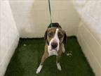 Adopt GERRY a Treeing Walker Coonhound, Mixed Breed