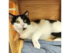 Adopt Zappa a Domestic Short Hair