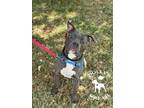 Adopt OPTIMUS a Pit Bull Terrier