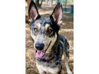 Adopt Duke a German Shepherd Dog, Mixed Breed