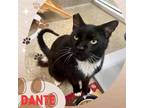 Adopt DANTE a Domestic Short Hair