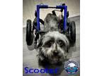 Adopt Scooter a Dachshund