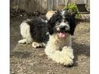 Adopt Oreo a Standard Poodle, Saint Bernard