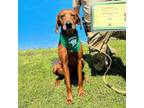 Adopt Rio a Redbone Coonhound