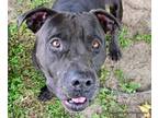 Adopt RYE a Pit Bull Terrier