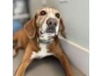 Adopt Barnabus a Foxhound