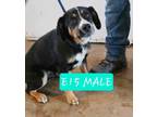Adopt E15 a Beagle