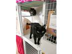 Adopt Nikki and Honey a Domestic Short Hair