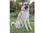 Adopt Reacher a Anatolian Shepherd, Shepherd