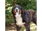 Adopt Rogan 20405 a Bernese Mountain Dog