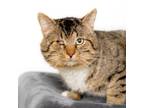 Adopt Glen a Domestic Short Hair