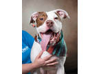 Adopt Diego a Pit Bull Terrier, Mixed Breed