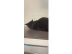 Adopt Bumble a Oriental Short Hair, Domestic Short Hair