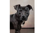 Adopt MARVIN a Labrador Retriever, Mixed Breed