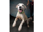Adopt MARLIN a Pit Bull Terrier, Mixed Breed