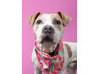 Adopt Ceviche a Pit Bull Terrier, Mixed Breed