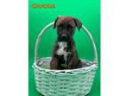 Adopt Chuckie a Mountain Cur