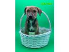 Adopt Reptar a Mountain Cur