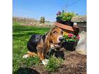 Basset Hound Puppy for sale in Mount Gilead, OH, USA