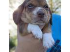 Beagle Puppy for sale in Natchitoches, LA, USA
