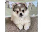 Alaskan Klee Kai Puppy for sale in Sarcoxie, MO, USA