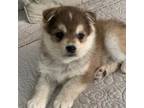 Alaskan Klee Kai Puppy for sale in Sarcoxie, MO, USA