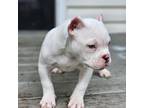 Mutt Puppy for sale in Fredericksburg, VA, USA