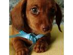 Dachshund Puppy for sale in Bunnell, FL, USA