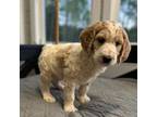 Goldendoodle Puppy for sale in Bowdon, GA, USA