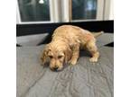 Goldendoodle Puppy for sale in Bowdon, GA, USA