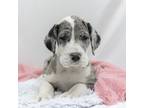 Great Dane Puppy for sale in Jones, MI, USA