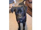 Adopt Mack a Black Labrador Retriever