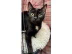 Adopt Forsyth funny friendly kitten a Domestic Short Hair