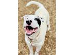 Adopt Zimba a Bull Terrier